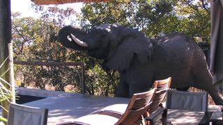 Wild Ivory Eco Lodge | Accommodation Welgevonden Game Reserve