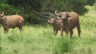 Image result for kwale game reserve