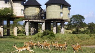 Sarova Salt Lick Game Lodge | Lodges Mlegwa