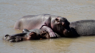 Kaingo Bush Camp | South Luangwa Nat Park Accommodation