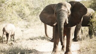 Garonga Safari Camp | Accommodation Makalali Private Game Reserve