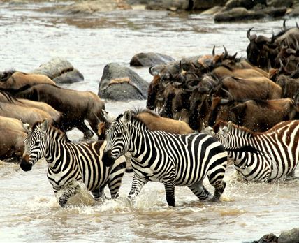 Camp Zebra