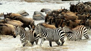 Camp Zebra | Serengeti National Park Accommodation