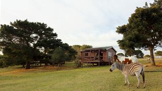 Isibindi Forest Retreat | Pacaltsdorp Accommodation