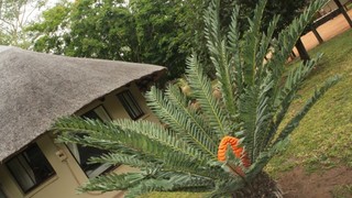 Nyala Safari Lodge | Self-catering Hoedspruit