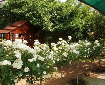 Rose Cottage
