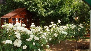 Rose Cottage | Accommodation Gariep Dam