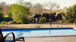 Masodini Private Game Lodge | Balule Nature Reserve Accommodation