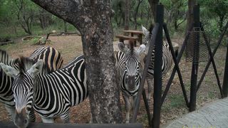 Marloth Getaway | Marloth Park Specials