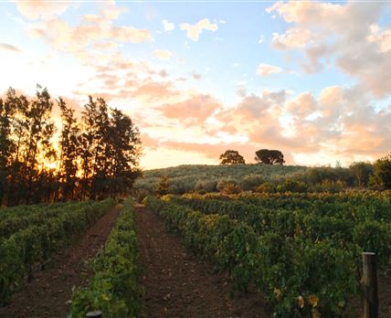 Calais Wine Estate