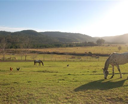 Gratitude Horse Farm
