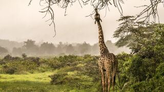 Hatari Lodge | Lodges Arusha National Park