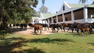 Thandile Country Lodge | Waterberg Specials