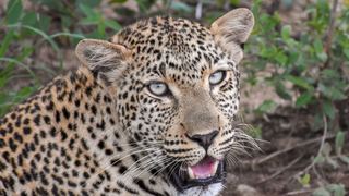 Elephant Plains Game Lodge | Sabi Sand Reserve Accommodation
