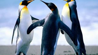 Safarinow Single Unit Demo (Test Self-Catering) | Antarctica Accommodation