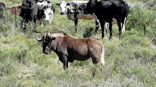 Stillewaters | Accommodation Richmond - Northern Cape