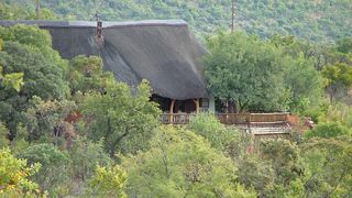 Koorsboom @ Kukama Camp, Mabalingwe | Accommodation Bela Bela (Warmbaths)