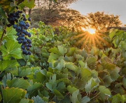 Neuras Wine and Wildlife Estate