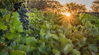 Neuras Wine and Wildlife Estate | Hammerstein Lodges