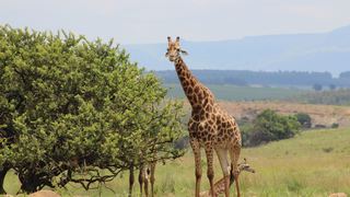Basangoma Game Ranch | Paulpietersburg Accommodation
