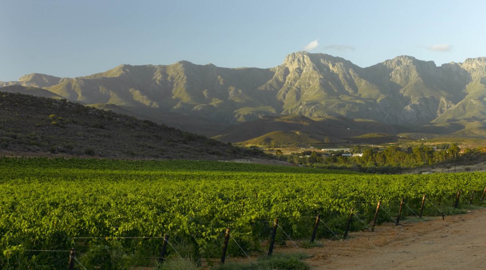 Robertson Winery