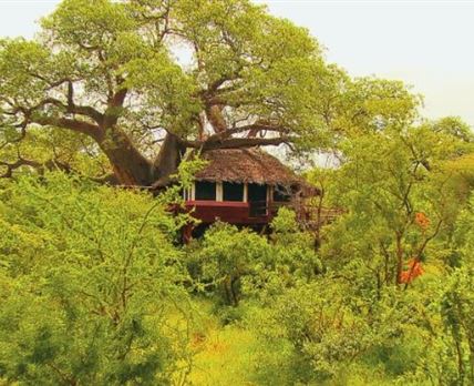 Elewana Collection - Tarangire Treetops