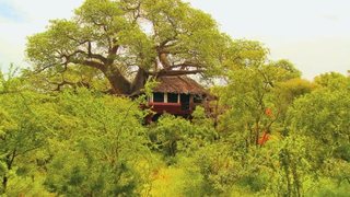 Elewana Collection - Tarangire Treetops | Tarangire National Park Accommodation