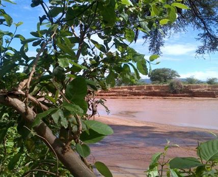 Lion King Bush Camp