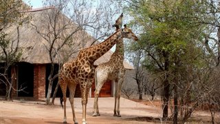 Les 3 Marulas | Self-catering Marloth Park