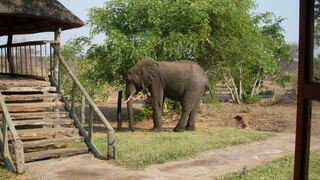 Senyati Safari Camp | Kasane Accommodation