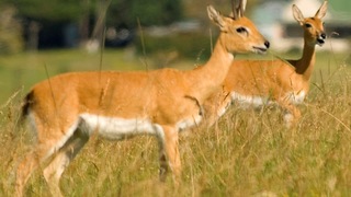 Oribi Haven | Port Alfred Accommodation