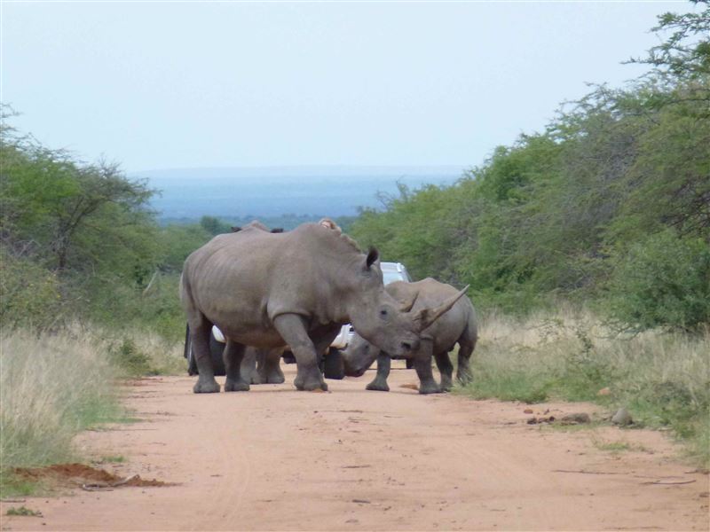 Mabalingwe Game Reserve Self-catering Chalet