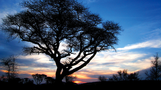 Mosetlha Bush Camp & Eco Lodge | Accommodation Madikwe Game Reserve