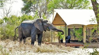 Honeyguide Tented Safari Camp | Accommodation Manyeleti Reserve