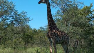 Absolute Safari Guest Lodge | Accommodation Marloth Park