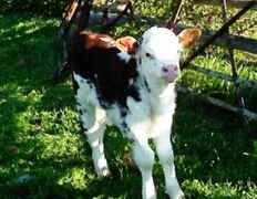 Silwerfontein Farm | Tulbagh Self-catering