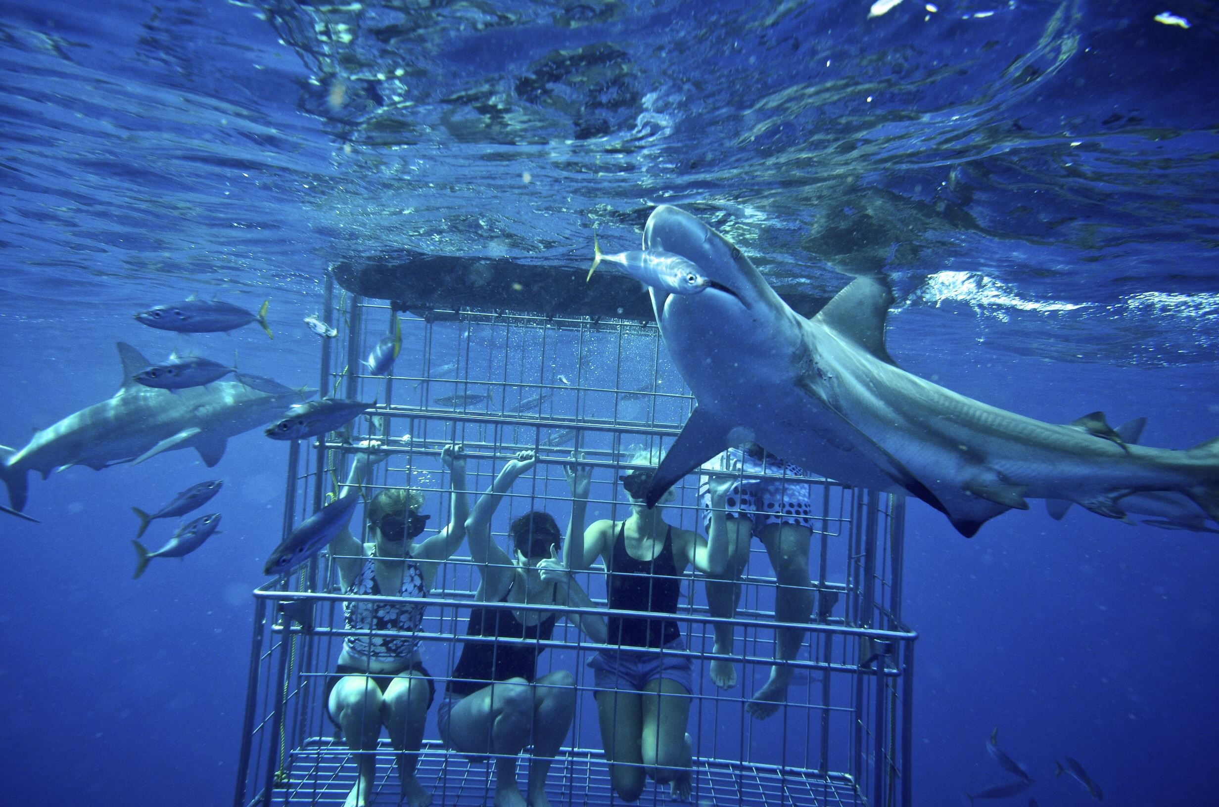 Image result for Shark Cage Diving