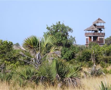 The Roof of Saadani