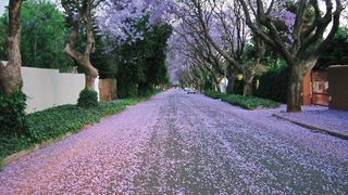 Jacaranda Place | Parkwood Accommodation