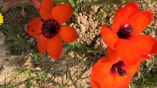 Willemsrivier Trekpad Guest Houses | Nieuwoudtville Accommodation