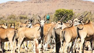 Desert Wind Adventure Game Farm | Self-catering Montagu