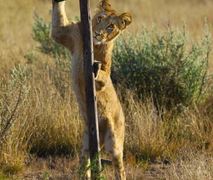 Big Foot Tours - Khutse Game Reserve Campsites | Khutse Game Reserve Accommodation