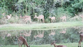Kruger Park Lodge 275 | Accommodation Hazyview