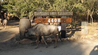 Buffalo Chalets Marloth Park | Accommodation Marloth Park