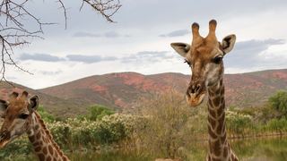 Chandelier Game Lodge & Ostrich Show Farm | Oudtshoorn Lodges