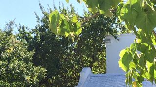 Parfait at Jan Cats | Stellenbosch Central Accommodation