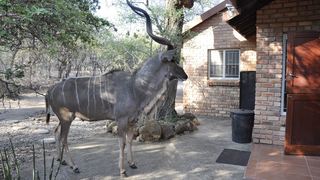 Milkwood | Marloth Park Self-catering