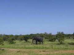 Buffalo Tented Lodge | Accommodation Phalaborwa