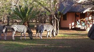 Ingulule Safari Camp | Hoedspruit Accommodation