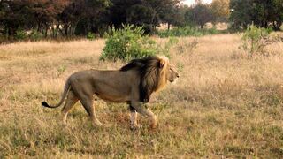 Honeyguide Ranger Camp | Accommodation Entabeni Private Game Reserve